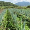 今週の野菜