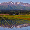 西日を浴びる鳥海山と701系を撮る！