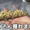 【映える昆虫食】フェモラータオオモモブトハムシのおいしい調理方法はこれだ！