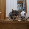 こねこねこ