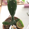 さぼてんとくまちゃん