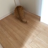 宙はドアを開けるのか？