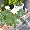 薔薇と髪と父の日と！