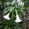 薬用植物園_4温室(東京都小平市)