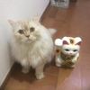 招き猫が来たぁ〜