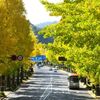 例年より早く色付いた高尾周辺散策 2021.11.6