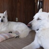 今日の更新は