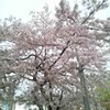 散り始めた桜かな