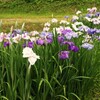 松山市浄瑠璃町の花菖蒲園 ( 2013-06-08 )　3