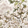 ストレートに桜の写真を