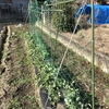 エンドウの誘引　ネットはり