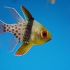 Pajama Cardinalfish / マンジュウイシモチ