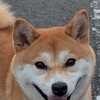 37.6℃の静岡の物語