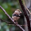 日本　2024年3月6日文殊山の野鳥たち