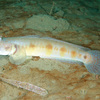  No.087 オニサルハゼ (Oxyurichthys papuensis) 