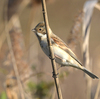 また隣の県に鳥を見に行った日記。（２０２４　０１２５）その１。