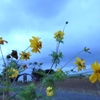 浜ちゃんの散歩道(２１０)　　早朝は小雨、夕暮れは夕焼けが映えた