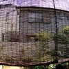 網戸にとまったセミ