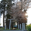 酒門神社の山桜・・