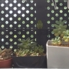 🐸　ある日の訪問者