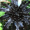 White&Black | Dyckia Black Saber Tooth