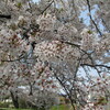 桜は散り始めから散り盛りへ