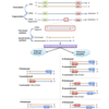 RNA seqのライブラリタイプを推測する GUESSmyLT