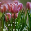 丁寧な暮らしができないからこれ。