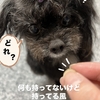 わんこのお風呂あるある？！solaのお風呂上がり謎のテンション！