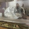 しろごまあん1571日目