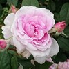 神代植物公園の薔薇(春薔薇めぐりpart②)