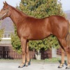 【ノルマンディー】2022年度募集馬㊽ソヴリンヘイローの21