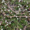 クラピアの木質化について｜美しい庭を保つコツ