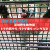 【深圳】３歳の子連れで深圳野生動物園！サファリパークでバスからトラのエサやりしたり、パンダを見たり、ラクダに乗ったり色んな体験ができる！