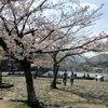 京都　嵐山の桜2018～あでやかに咲きパッと散って～