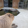 【宮城観光】子連れにおすすめ！カピバラふれあい・温泉・美味しいグルメが楽しめる『とんとんの丘 もちぶた館』