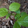 Diospyros kaki　カキノキ