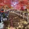 大山寺の紅葉　最新情報