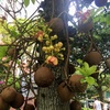 ホウガンノキ Cannonball Tree