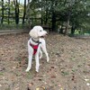 老犬ホームあん｜新人さん ムック^^