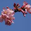 オカメザクラ　〈おかめ桜〉
