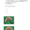 116回歯科医師国家試験【116B-76】義歯：義歯修理編