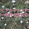 きのこフォトコンテスト『令和一年目に見たきのこ』