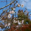 十月桜と紅葉「奥卯辰山県民公園」