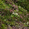 旭平の花々③