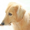 犬はなぜ飼い主の帰宅時間がわかる？ニオイから読み取る驚きの嗅覚