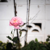 12月　Vol.1