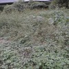 緑の草原