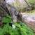 飯能市吾妻峡の花たち（３月２７日現在）