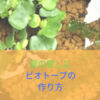 初心者必見！ビオトープの作り方！そもそもビオトープとは？【ビオトープのある生活】